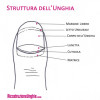 struttura unghia